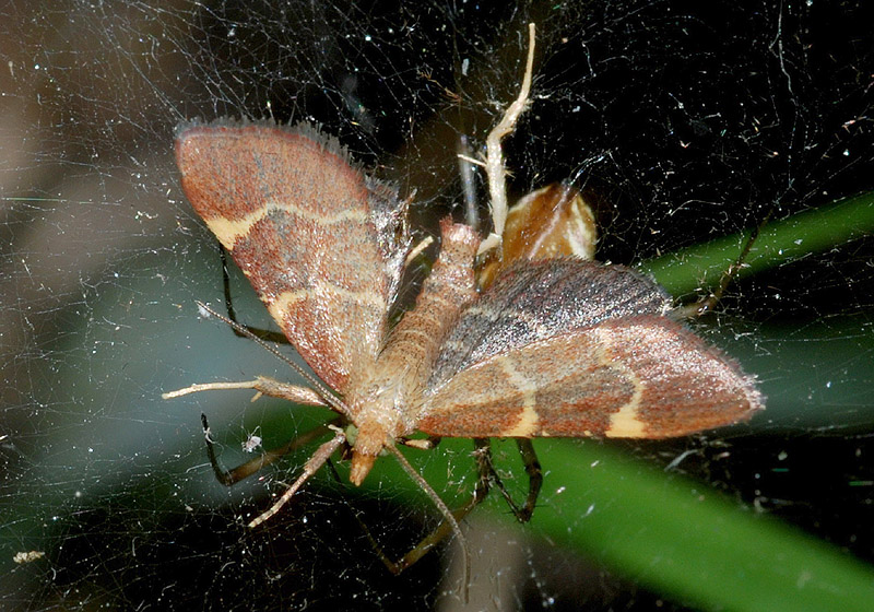 Predatori di farfalle